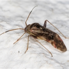 Miridae (family) (Unidentified plant bug) at Melba, ACT - 26 Sep 2024 by kasiaaus