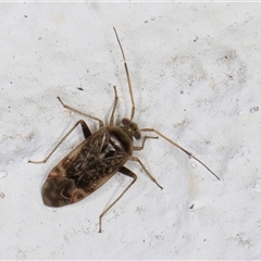 Miridae (family) at Melba, ACT - 26 Sep 2024