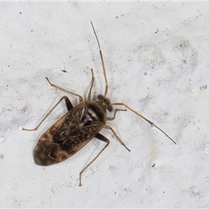 Miridae (family) at Melba, ACT - 26 Sep 2024