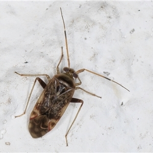 Miridae (family) at Melba, ACT - 26 Sep 2024