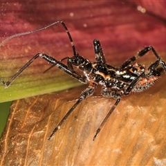 Pristhesancus plagipennis (Common Assassin Bug, Bee Killer Assassin Bug) at Melba, ACT - 27 Sep 2024 by kasiaaus
