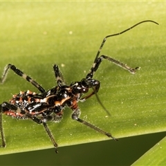 Pristhesancus plagipennis at Melba, ACT - 27 Sep 2024