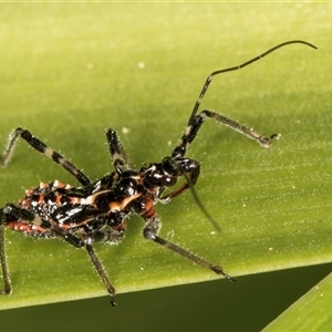 Pristhesancus plagipennis at Melba, ACT - 27 Sep 2024