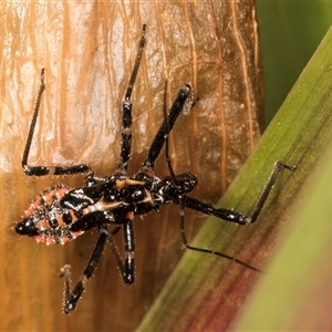 Pristhesancus plagipennis at Melba, ACT - 27 Sep 2024