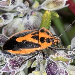 Agonoscelis rutila (Horehound bug) at Melba, ACT - 27 Sep 2024 by kasiaaus