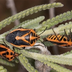 Agonoscelis rutila at Melba, ACT - 27 Sep 2024