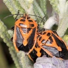 Agonoscelis rutila at Melba, ACT - 27 Sep 2024