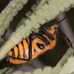 Agonoscelis rutila at Melba, ACT - 27 Sep 2024