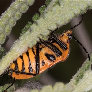 Agonoscelis rutila at Melba, ACT - 27 Sep 2024