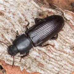 Bassianus colydioides (Darkling beetle) at Melba, ACT - 27 Sep 2024 by kasiaaus