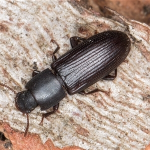 Bassianus colydioides at Melba, ACT - 27 Sep 2024