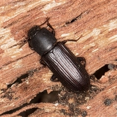 Bassianus colydioides at Melba, ACT - 27 Sep 2024