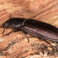 Bassianus colydioides at Melba, ACT - 27 Sep 2024