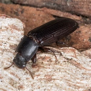 Bassianus colydioides at Melba, ACT - 27 Sep 2024