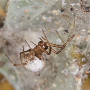 Cryptachaea gigantipes at Melba, ACT - 27 Sep 2024