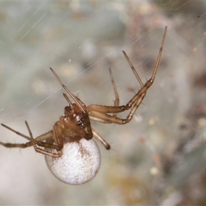 Cryptachaea gigantipes at Melba, ACT - 27 Sep 2024