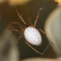 Cryptachaea gigantipes at Melba, ACT - 27 Sep 2024