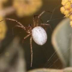 Cryptachaea gigantipes at Melba, ACT - 27 Sep 2024