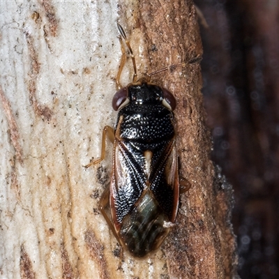 Stylogeocoris elongatus (A big-eyed bug) at Melba, ACT - 27 Sep 2024 by kasiaaus