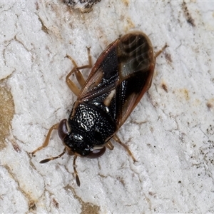 Stylogeocoris elongatus at Melba, ACT - 27 Sep 2024