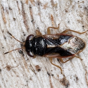 Stylogeocoris elongatus at Melba, ACT - 27 Sep 2024