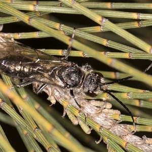 Tiphiidae (family) at Melba, ACT - 27 Sep 2024