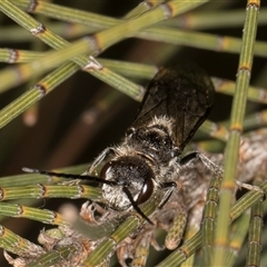 Tiphiidae (family) at Melba, ACT - 27 Sep 2024 11:53 AM