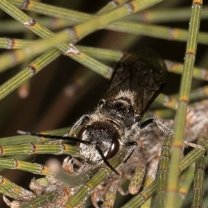 Tiphiidae (family) at Melba, ACT - 27 Sep 2024 11:53 AM