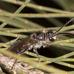 Tiphiidae (family) at Melba, ACT - 27 Sep 2024 11:53 AM