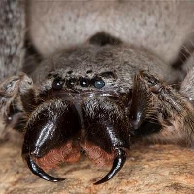 Isopeda canberrana (Canberra Huntsman Spider) at Melba, ACT - 27 Sep 2024 by kasiaaus