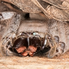 Isopeda canberrana at Melba, ACT - 27 Sep 2024