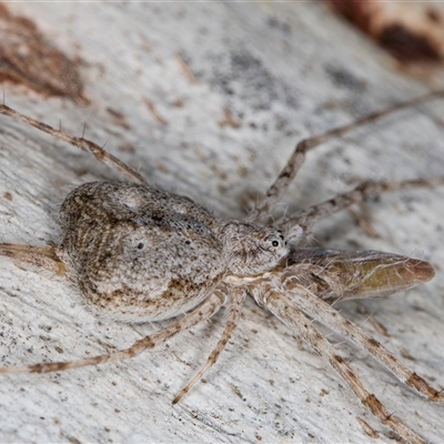 Tamopsis eucalypti (A two-tailed spider) at Melba, ACT - 27 Sep 2024 by kasiaaus