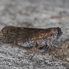 Chidaea sp. (genus) (A leafhopper) at Melba, ACT - 27 Sep 2024 by kasiaaus