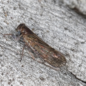 Chidaea sp. (genus) at Melba, ACT - 27 Sep 2024