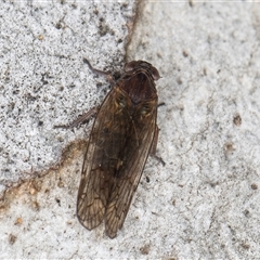 Chidaea sp. (genus) at Melba, ACT - 27 Sep 2024