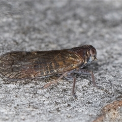 Chidaea sp. (genus) at Melba, ACT - 27 Sep 2024