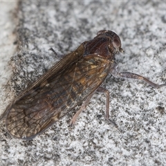 Chidaea sp. (genus) at Melba, ACT - 27 Sep 2024