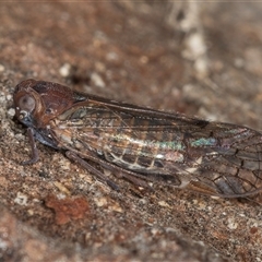 Chidaea sp. (genus) (A leafhopper) at Melba, ACT - 27 Sep 2024 by kasiaaus