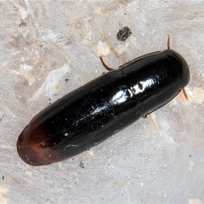 Adelotopus sp. (genus) (Adelotopus ground beetle) at Melba, ACT - 27 Sep 2024 by kasiaaus