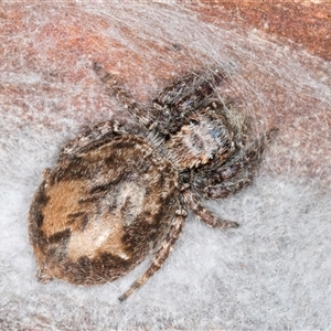 Servaea sp. (genus) at Melba, ACT - 27 Sep 2024 12:29 PM