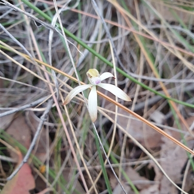 Caladenia ustulata (Brown Caps) at Aranda, ACT - 26 Sep 2024 by Bubbles