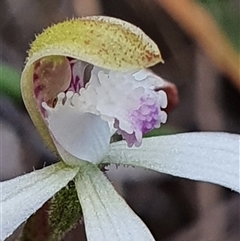 Caladenia ustulata at Aranda, ACT - suppressed