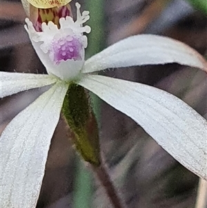 Caladenia ustulata at Aranda, ACT - suppressed