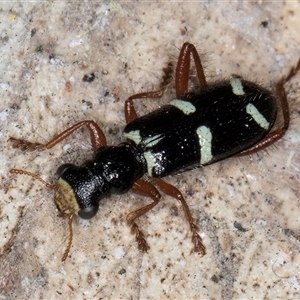 Lemidia nitens at Melba, ACT - 27 Sep 2024