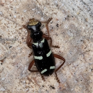 Lemidia nitens at Melba, ACT - 27 Sep 2024