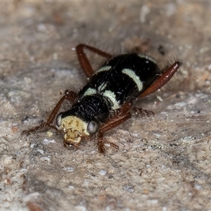 Lemidia nitens at Melba, ACT - 27 Sep 2024