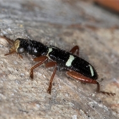 Lemidia nitens at Melba, ACT - 27 Sep 2024