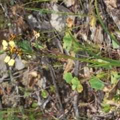 Diuris pardina at Cavan, NSW - 27 Sep 2024