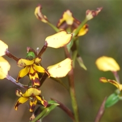 Diuris pardina at Cavan, NSW - 27 Sep 2024