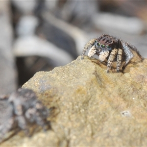 Maratus vespertilio at Cavan, NSW - 27 Sep 2024